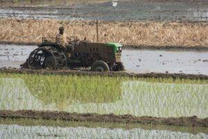 Rice Cultivation - Bangalore Goa Road Trip