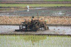 Rice Cultivation - Bangalore Goa Road Trip