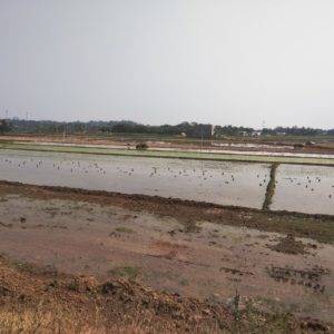 Rice Fields - Bangalore Goa Road Trip