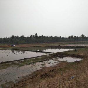 Rice Fields Along NH48 between Davengere and Ranebennur - Bangalore Goa Road Trip